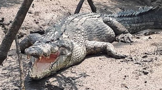 A large crocodile named Scumbag on the banks of the Proserpine River. Picture: @mark.normancrocguide/Instagram