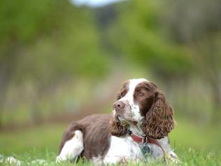 Thomas works at Red Hill Truffles. Picture: Jason Sammon