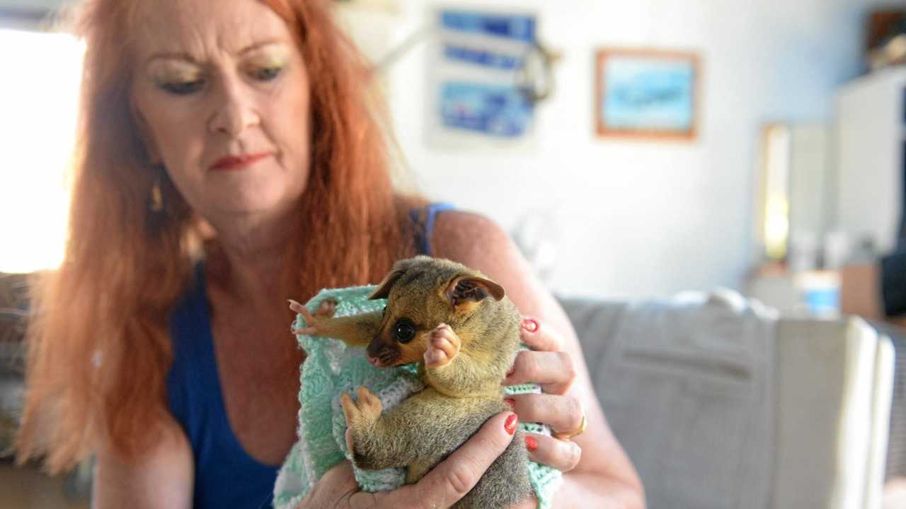 Wildlife carer Christine Wynne was left shocked and horrified by the kangaroo&#39;s death. Picture: Mike Knott BUN260215POSSUM1