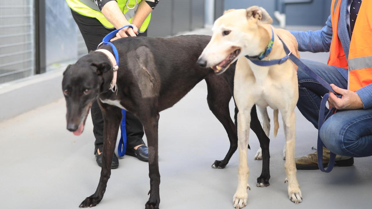 RSPCA NSW’s waitlist for desperate pet owners needing to surrender their pets has increased to 1170, with pet abandonments surging by 141 per cent in the last six months. Picture: Christian Gilles/ NCA NewsWire