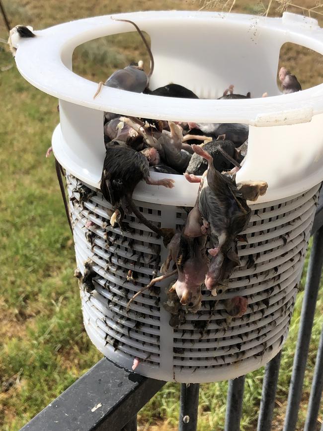 Warren farmer Ben Storer said they were regularly pulling up to '300 mice a night' out of their swimming pool during the plague. Picture: Supplied