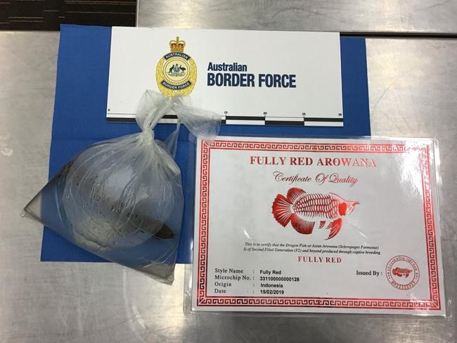 The fish and its certificate. Picture: Australian Border Force