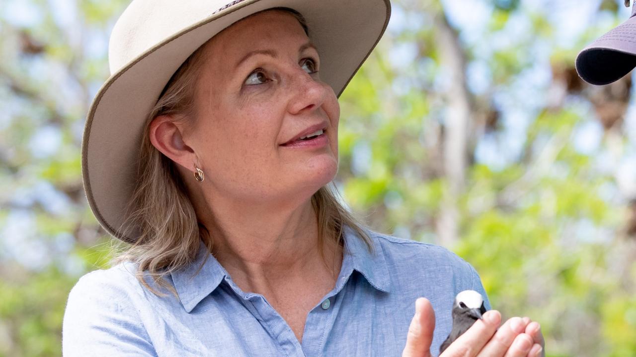 Federal Environment Minister Sussan Ley. Picture by Luke Marsden.