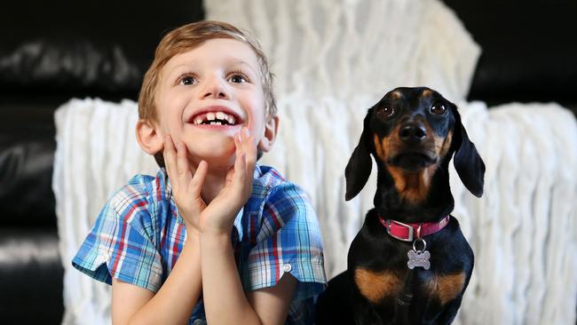 Pets clocking up 20 hours of screen time | The Courier Mail