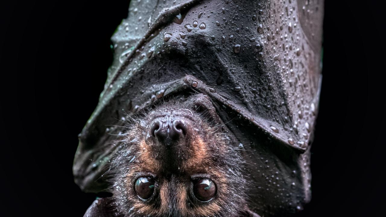 An alert spectacled flying fox wraps up against the rain on the edge of the Daintree River. Gympie Regional Council will receive almost $48,000 to develop long term management plans for its colonies. Picture: David White. FOR CAIRNS EYE USE ONLY.