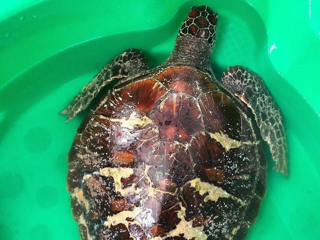 Rainbow the green sea turtle was attacked by a shark, but thanks to Australian Seabird Rescue and Byron Bay Wildlife Hospital, she is recovering well.