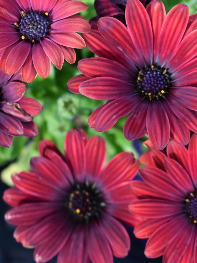 Burgundy Daisy
