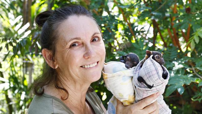 Wildlife Carer for FNQ Wildlife Rescue Cheryl Hudson is currently looking after two orphaned flying foxes, both about four weeks old. Picture: Brendan Radke