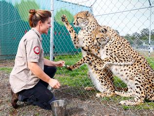 How you can feed Tassie zoo's big cats