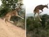 This deer is going viral for flipping a big “buck you” to physics after it was filmed leaping to an insane height while crossing a road in India.