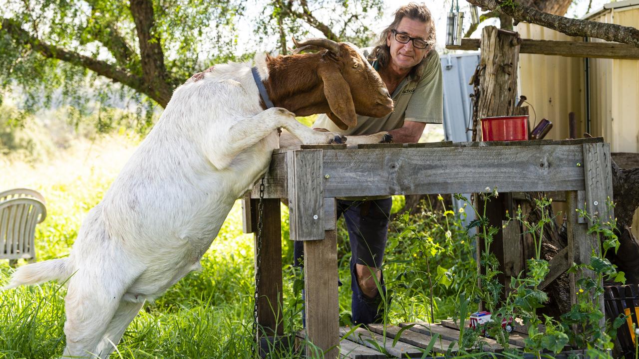 Bruce the goat, pictured with his owner Craig Smith, has been named Toowoomba's quirkiest pet in The Chronicle's online poll, Monday, May 2, 2022. Picture: Kevin Farmer