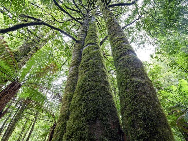 Six Tarkine Defenders have been charged today, after defending rainforest trees on public land from logging. Picture: Supplied