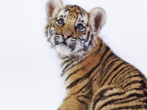 Fast growing Vietnam is one of the 'Tiger Cub Economies'. Picture: Getty Images