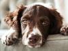 ‘Mystery illness’ killing dogs spreading in US