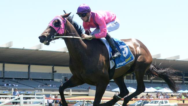 Pure Grunt will tackle more experienced stayers in Wednesday's $250,000 Launceston Cup. Picture: Racing Photos via Getty Images