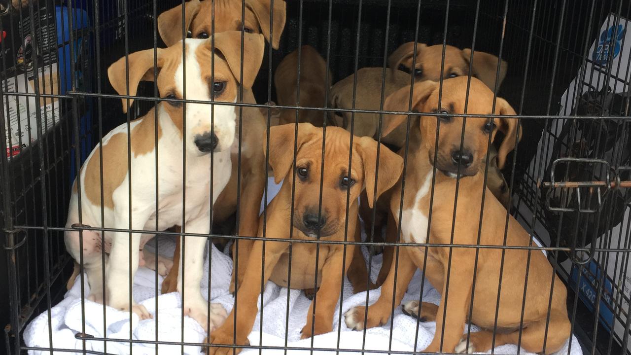 puppies dumped in bowen, animal adoptions bowen | The Courier Mail