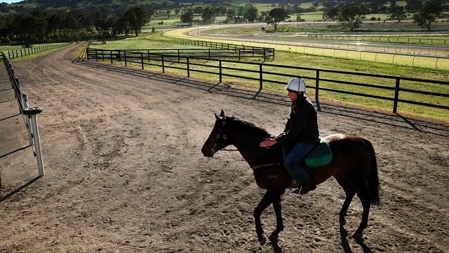 David Hayes' Caulfield Cup hope Jetaway heads out for a gallop at Lindsay Park in Euroa. Picture: Colleen Petch.