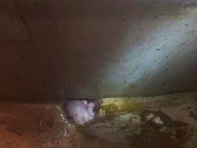 The baby was found at the bottom a drain after a passer-by heard his cries. Pic: CEN