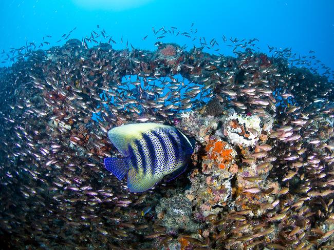 Abundant fish life swirls around the wreck. Picture: TEQ