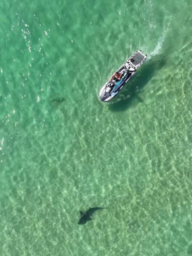 It was coaxed away from the swimming area by a lifeguard on a jet ski. Picture: Instagram (scottwilliamsgram)