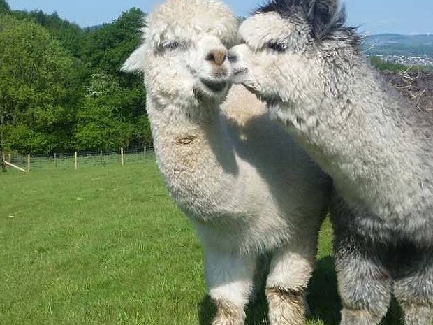 The field of alpacas. Picture: AirBnb