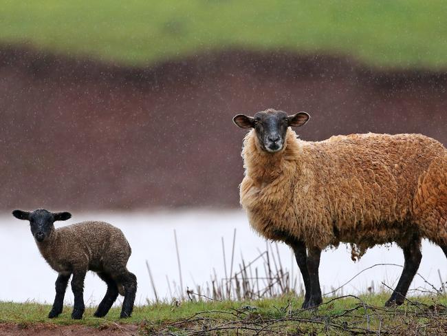 A ewe and her new born lamb at Forth. PICTURE CHRIS KIDD