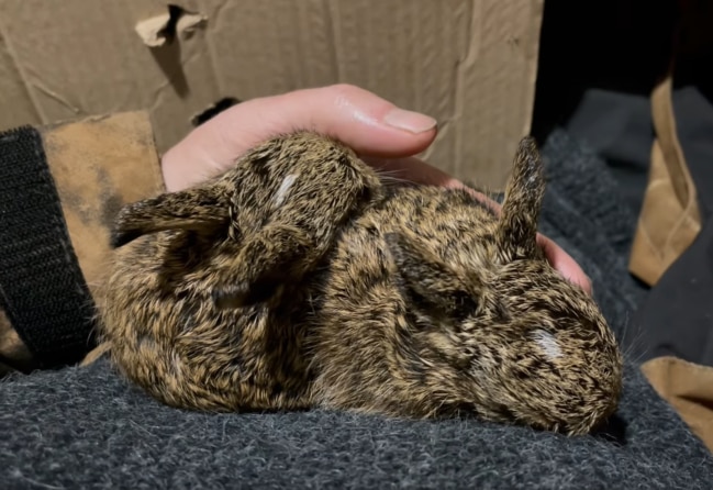 Brightside Farm Sanctuary's first two hares getting some shut eye. Picture: Brightside Farm Sanctuary