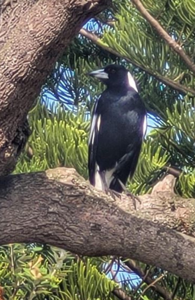 The magpie was said to attack three other people in the same area. Picture: Facebook