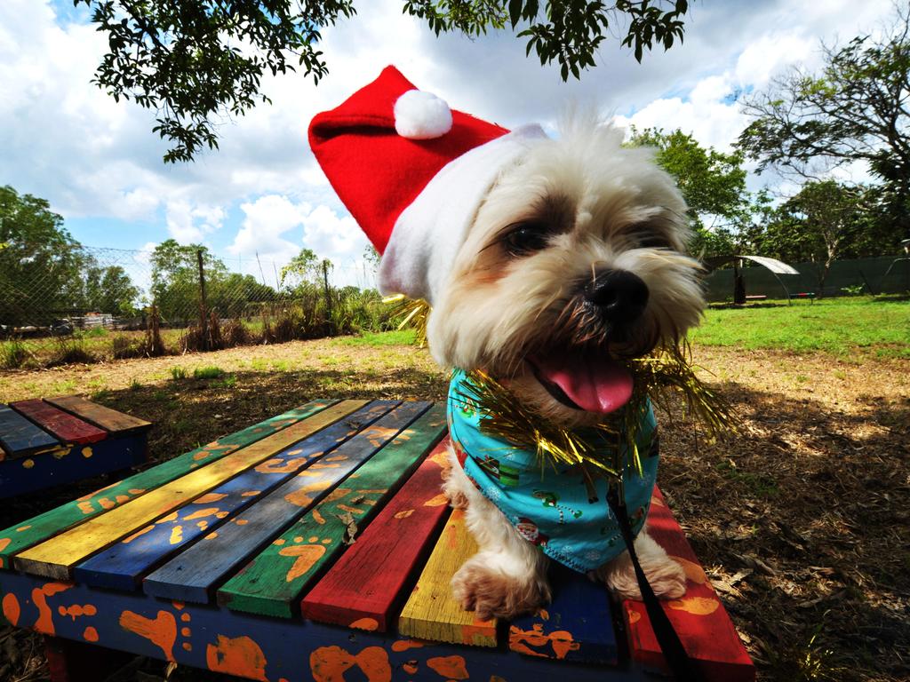 <span class="h2">Santa paws</span>Santa will make a special appearance at the RSPCA Christmas Markets at the<b/>Animal Care Campus, Wacol. There will be food, entertainment and stalls selling gifts for two and four-legged family and friends. <b><a href="http://www.rspcaqld.org.au/news-and-events/events/rspca-christmas-markets" title="www.rspcaqld.org.au">More details</a></b>