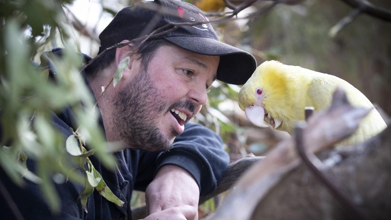 Bonorong Wildlife Sanctuary director Greg Irons with Tweety, a yellow tailed black cockatoo with albinism at Brighton. Picture: Chris Kidd