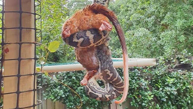 Carpet Pythons can grow longer than 3 metres long! Photo: Sunshine Coast Snake Catchers 24/7