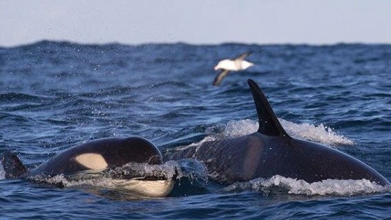 The killer whales were spotted off the coast of Maroubra by the Go Whale Watching group. Picture: Go Whale Watching