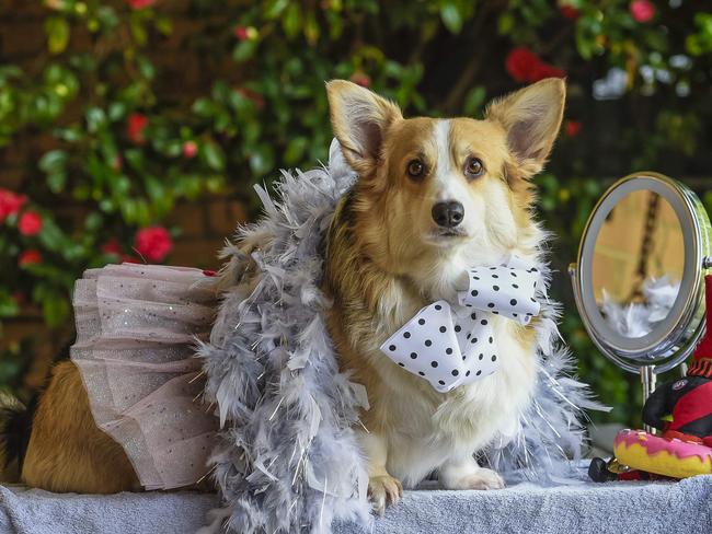 Messenger poll: Dog groomers.Corgi Paska in some outfits.Wednesday 17th July. 2019. Pic AAP / Roy VanDerVegt