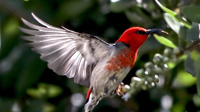 How to attract birds and butterflies to your garden