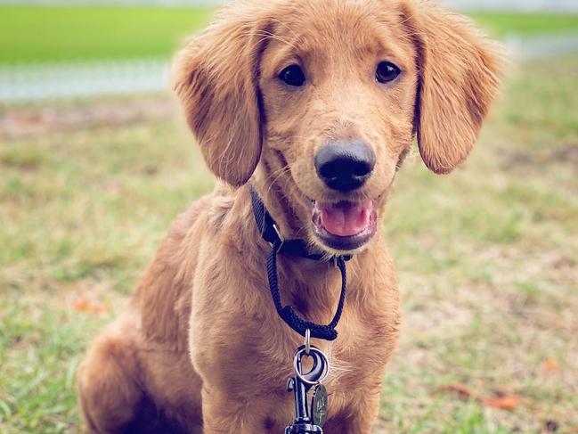 Max, pictured, was one of the pooches targeted in Annandale.