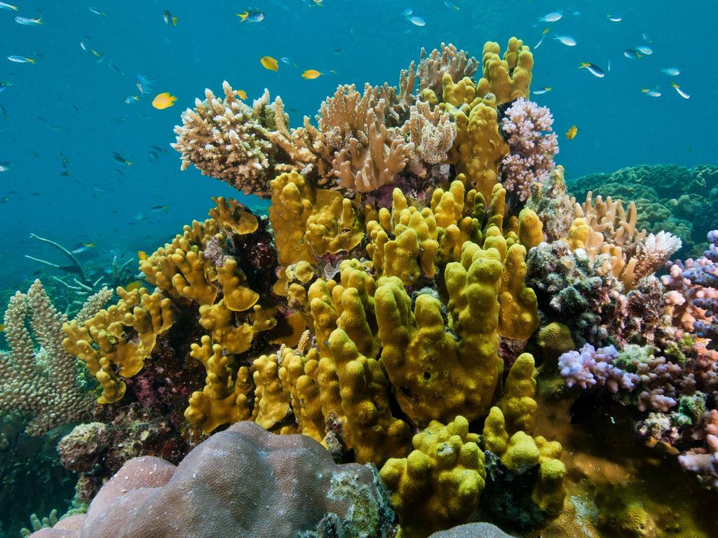 The Great Barrier Reef needs more attention. Picture: Supplied