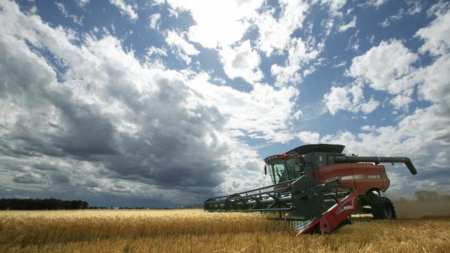 Bigger harvest: US estimates of global wheat output have been lifted in line with higher official Australian production forecasts.