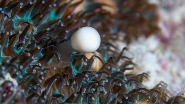 Corals release sperm and egg packets into the water, which need to seek out the opposite packet from the same species in order to form spawn.