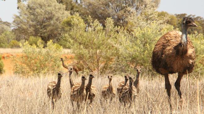 MUST NOT PUBLISH BEFORE 18TH OCTOBER ONE TIME USE ONLY IN SUNDAY PAPERS AND MASTHEAD WEBSITES PICTURE: ROBERT IRWIN EXCLUSIVE: Emus, Australia Zoo St. George Conservation Property, Queensland, Australia