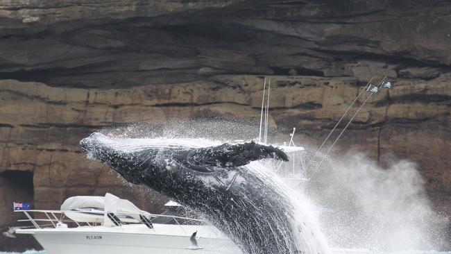 Humpback whales inside the harbour off Manly. Picture: JONAS LIEBSCHNER OF WHALE WATCHING SYDNEY