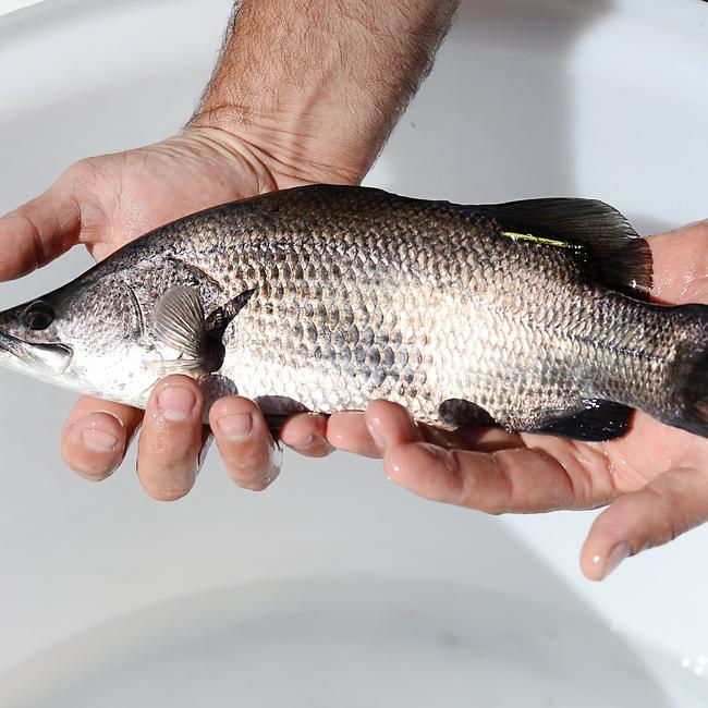 The Gladstone Area Water Board often releases barramundi fingerlings into Lake Awoonga.