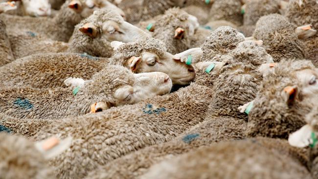 Sheep sales are feeling the pinch of high numbers with markets reporting price trends easing from $5 to $15 a head. Picture: Chloe Smith