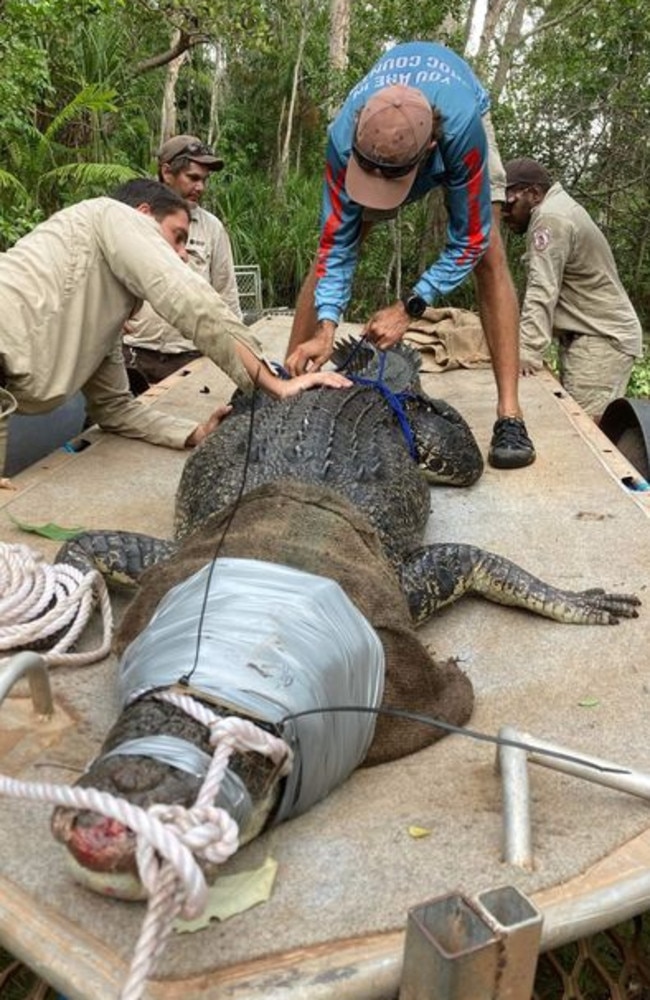 Northern Territory Parks and Wildlife rangers removed a 3.6m croc from a trap in Litchfield. Picture: Northern Territory Parks and Wildlife