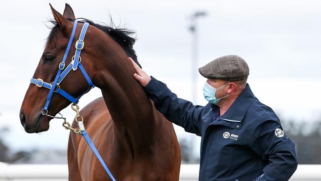 Trainer Peter Moody with Caulfield Cup winner Incentivise. Picture: Michael Klein