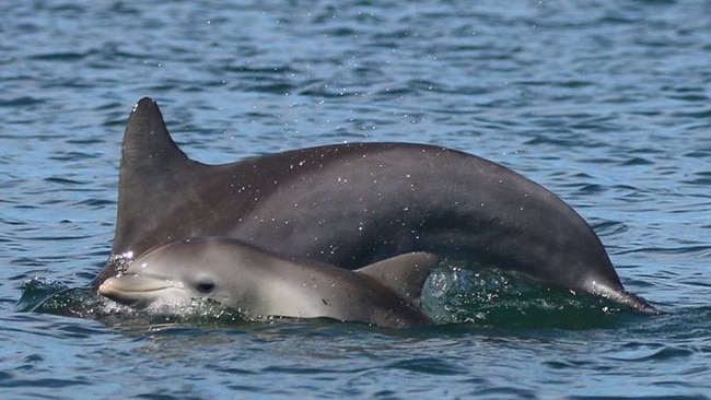 New calf Opal seen in the Port River with mum Jade on the weekend. Picture: Jenni Wyrsta