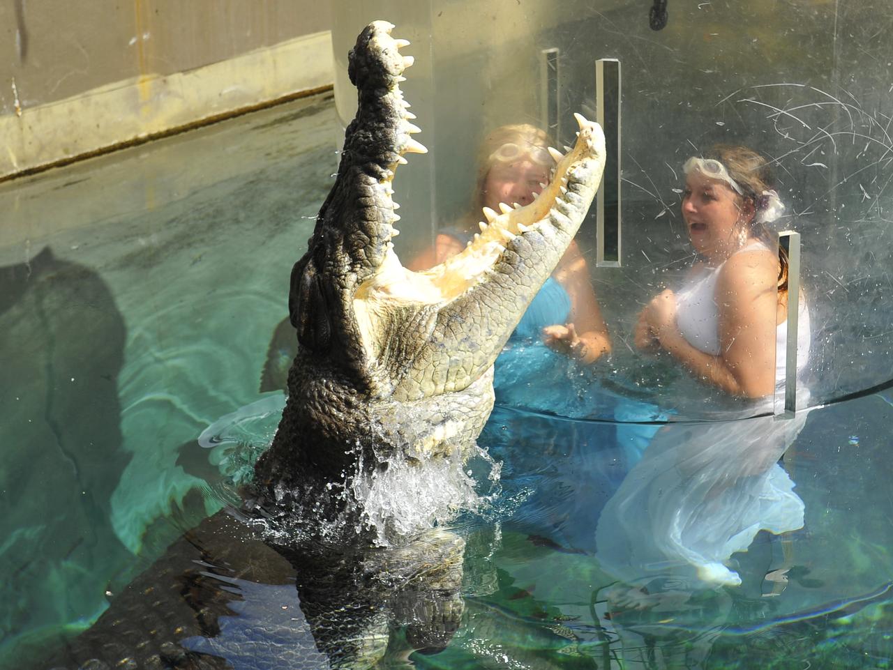 Timika King (17) and Remy Fowler (18) in the cage of death at Crocosaurus Cove. The two schoolies are wearing their formal dresses to celebrate the end of year 12.