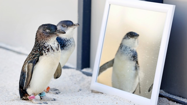 Little blue penguins have arrived at the Darling Downs Zoo