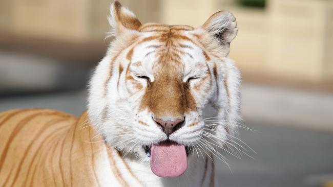 Sita enjoying milk during a stroll around the park before it opens.