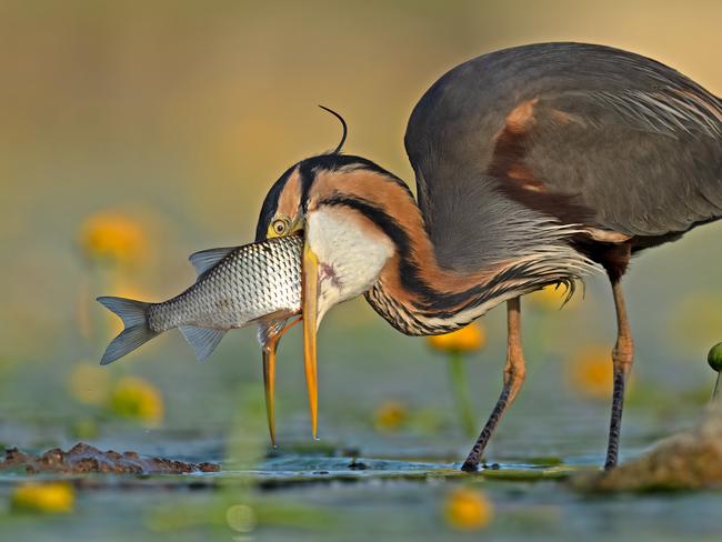 Incredible photo of bird caught struggling mid-meal