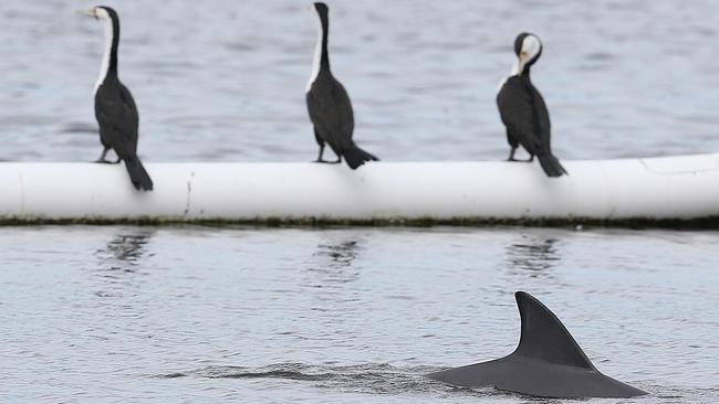 A dolphin stranded at the swimming enclosure, Tallebudgera, Gold Coast. Photo: Regi Varghese